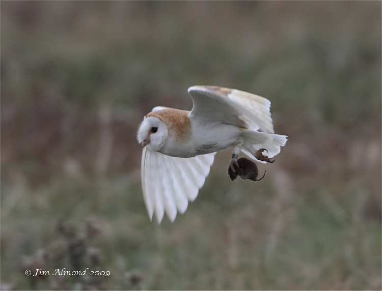 Barn Owl with Vole Parkgate 17 10 09 IMG_5862
